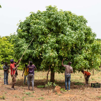 Quality goods despite climate and conflict