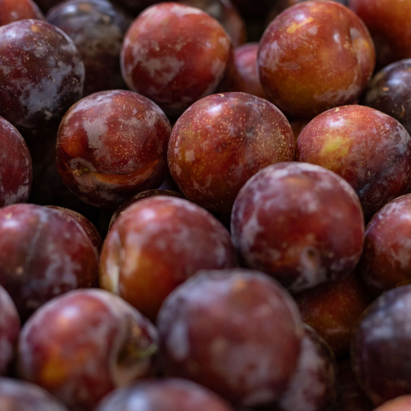 Plums, dried Herati