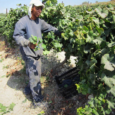 Wine from Palestine