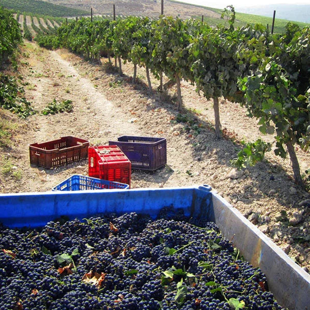 Wine from Palestine